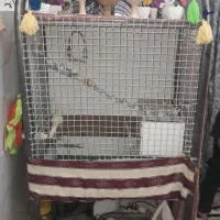 قفس  پرنده