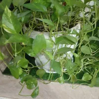 گل طبیعی