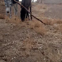 الاغ نر