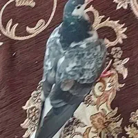 کبوتر سیاه پشت