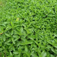 نعناع  تازه