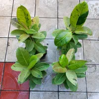 گل اسکاندیس پتوس اگلونما صورتی و دیفن و فیکوس