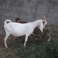 بر سانن