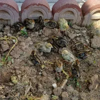 بلرچین ۱۰ روزه