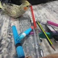 عروس هلندی