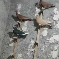 کبوتر