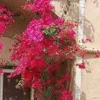 خانم گیاه پزشک