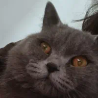 گربه اسکاتیش صورت خرسی