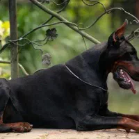 دوبر نر پینچر سوپر چمپیون