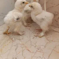 خروس فر و جوجه برهما