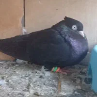 کبوتر یا پرنده
