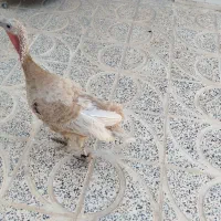 بوقلمون
