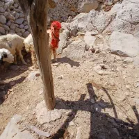 یک دونه شیشک وبهده