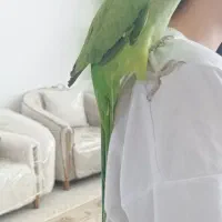 طوطی ملنگو