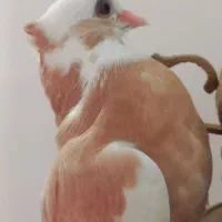 کبوتر