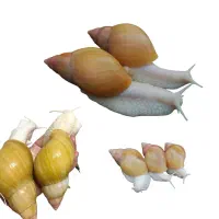 رایگان