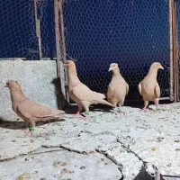 رنگه شهرستانی گنابادی