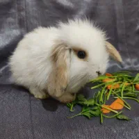 بچه خرگوش مینی لوپ