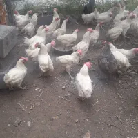 مرغ تخمی و برای خون