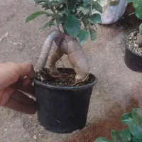 بنسای فیلندرون پینک