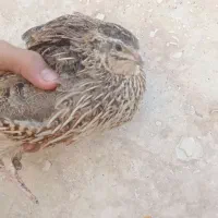 بلدرچین