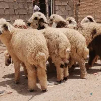 بره یا گوسفند    ۱۰ عدد بره نر