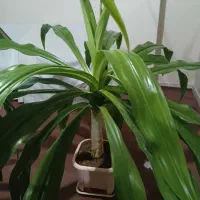 گل های اشک ملکه و پاندانوس و گهواره موسی