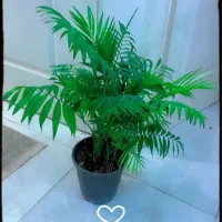 فروش سیم کارت