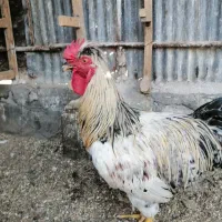 دو تا خروس محلی
