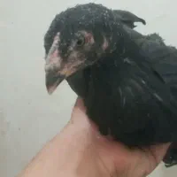 جوجه مرغ لاری