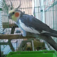 عروس هلندی