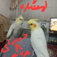 عروس هلندی