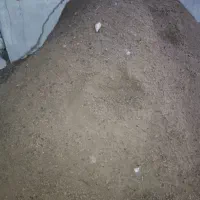 کودگوسفندی‌نمونه‌