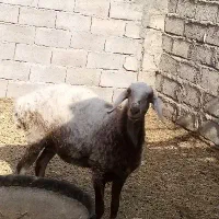 گوسفند ماده