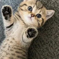 بریتیش سلطنتی گلد ماده