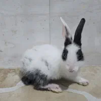 فروش بچه خرگوش نر