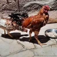 یک خروس با۳مرغ لاری