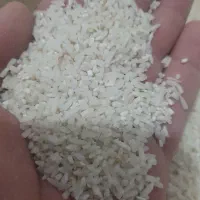برنج نیم دونه هاشمی اصل