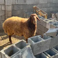 فروش قوچ افشار