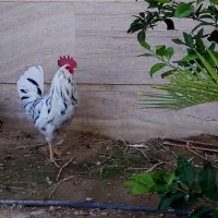 خروس گلین درجه یک