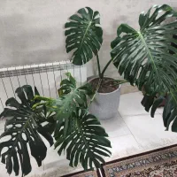 گل مونسترا