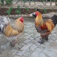 خروس برهما