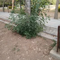 لنت جلو چانگان