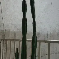کاکتوس