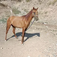 کره اسب یورقه .کره سیلمی کبری