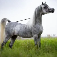 سیلمی دو سر وارداتی عرب زیبایی