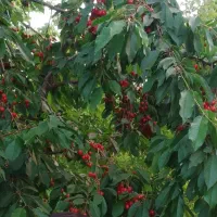 خریدار زردالو عمده  از صد کیلو تا پنج تن