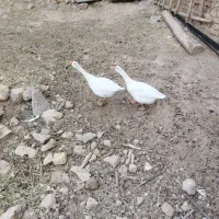 غاز جوان