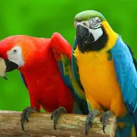 طوطی کوتوله برزیلی محدوده امیرآباد
