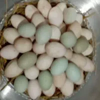 تخم اردک